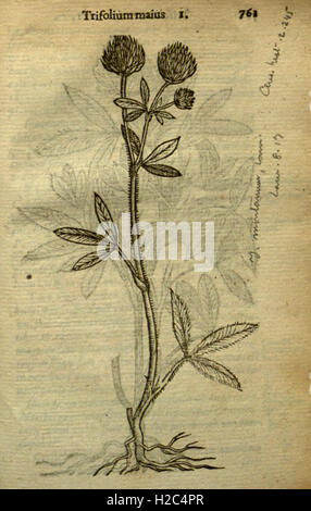 Caroli Clusii Atrebatis Rariorum stirpium aliquota (pagina 761) Foto Stock