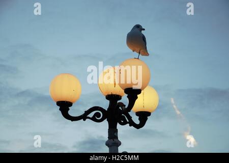 Un gabbiano si siede su un mare tradizionale lampada posta sul molo di Brighton con il sole che tramonta sullo sfondo. Foto Stock