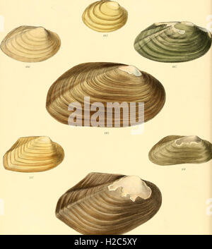 Questo lavoro del 1870 fornisce illustrazioni dettagliate di conchiglie di molluschi, contribuendo allo studio degli invertebrati marini e della loro tassonomia. Foto Stock