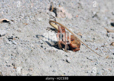 Noida, Uttar Pradesh, India - 15 Maggio 2014: corteggiamento o accoppiamento di Oriental Garden Lizard nella stagione riproduttiva in un giardino a Noida, Uttar Pradesh, India. Foto Stock