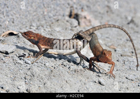 Noida, Uttar Pradesh, India - 15 Maggio 2014: corteggiamento o accoppiamento di Oriental Garden Lizard nella stagione riproduttiva in un giardino a Noida, Uttar Pradesh, India. Foto Stock