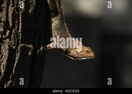 Noida, Uttar Pradesh, India - 19 Maggio 2014: Un giardino orientale lizard nella stagione di riproduzione su un albero con sfondo scuro, a Noida, Uttar Pradesh, India Foto Stock