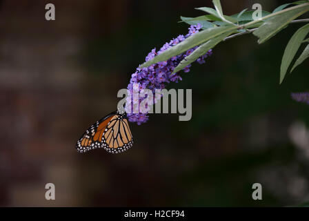 Toronto Canada - una farfalla monarca (Danaus plexippus) alimentazione sui fiori di una farfalla bush (Buddleia davidii) Foto Stock