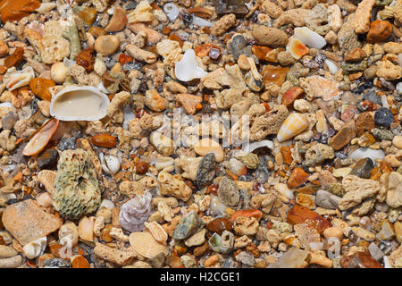 Colorate conchiglie assortite, sassolini, frammenti, pietre, coralli e altre piccole cose di mare e pezzi a terra in acqua sotto il sole Foto Stock