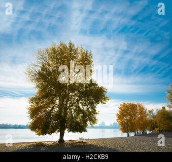 Il pittoresco autumn tree in riva al lago Foto Stock