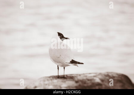 Ridendo gabbiano (Leucophaeus atricilla) su pietra dall'acqua. Foto Stock