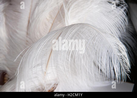 Bianco di piume di struzzo o pennacchi contro uno sfondo scuro. Gioco di luci e di ombre. Feather sembra essere molto leggere qui. Foto Stock
