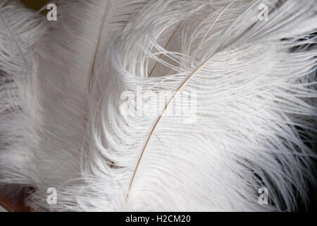 Bianco di piume di struzzo o pennacchi contro uno sfondo scuro. Gioco di luci e di ombre. Foto Stock