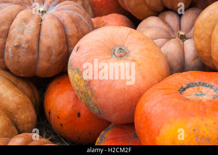 Pila di zucche arancione di diverse sfumature e forme sul fieno secco. Raccolto fresco di verdure. Autunno, ringraziamento, Halloween Foto Stock