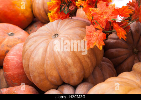 Pila di zucche arancione di diverse sfumature e forme. Decorativi artificiali di foglie di acero. Autunno, ringraziamento, Halloween Foto Stock