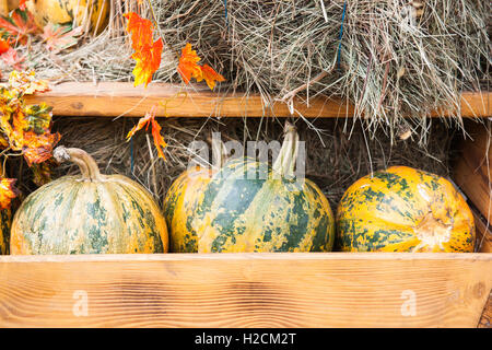 Tre verdi e di zucca gialla sul fieno in un carrello di legno. Decorativo foglie artificiali. Autunno, ringraziamento, Halloween Foto Stock