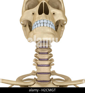 Cranio umano scheletro: gola, isolata. Accurata dal punto di vista medico 3d'illustrazione . Foto Stock
