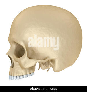 Cranio umano scheletro, isolata. Accurata dal punto di vista medico 3d'illustrazione . Foto Stock