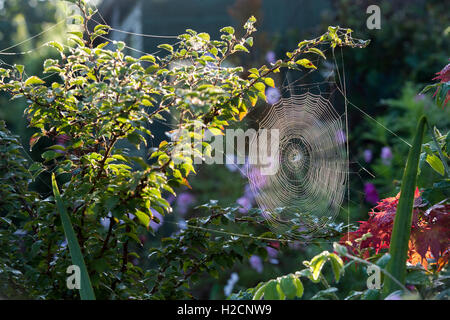 Luce del sole di mattina l'illuminazione fino a spider web in un giardino inglese in autunno Foto Stock