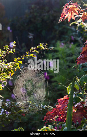 Luce del sole di mattina l'illuminazione fino a spider web in un giardino inglese in autunno Foto Stock