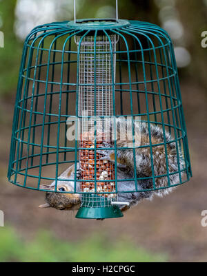 Lo scoiattolo mangiare noccioline in un 'squirrel proof Bird Feeder Foto Stock