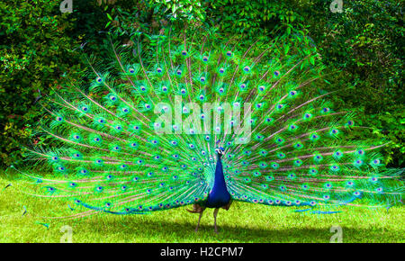 Peacock nella visualizzazione completa Foto Stock