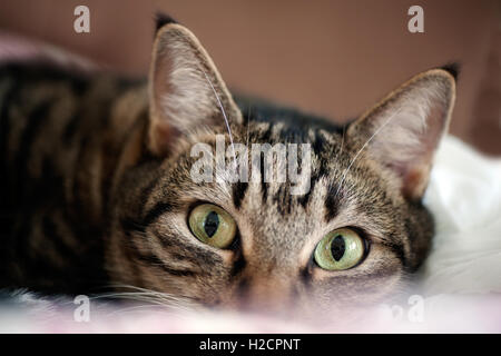 Un primo piano di un gatto da tabby con occhi verdi che colpiscono, disteso e che guarda in avanti con attenzione, Foto Stock