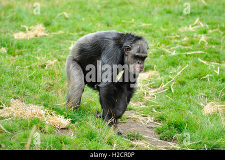 Uno scimpanzé (Pan troglodytes) nel sentiero di Budongo contenitore in Edinburgh Zoo, Scotland, Regno Unito Foto Stock