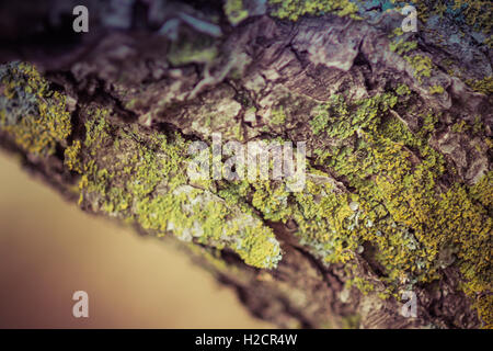 Moss sul tronco di albero Foto Stock