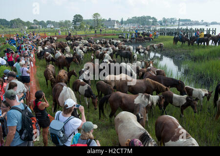 Spettatori guarda come una mandria di pony selvatici pascolano in erba in un giardino recintato corral vicino la spiaggia dopo dopo aver completato la 91Pony annuale nuoto attraverso il canale da Assateague Island a Chincoteague Island Luglio 27, 2016 in Chincoteague, Virginia. Foto Stock