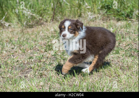 Otto settimane di old Red Tri pastore australiano cane, cucciolo, in esecuzione Foto Stock