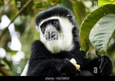 Un Colobus Monkey mangia una banana a Limuru, Kenya Foto Stock
