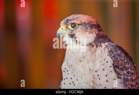 Lanner falcon o Falco biarmicus ritratto. Appollaiato Foto Stock