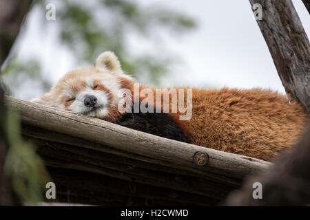 Un panda rosso rilassante in un albero in una bella giornata di sole. Foto Stock