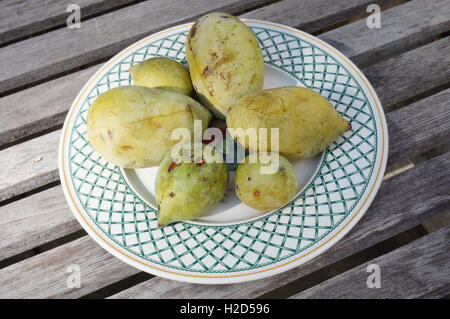 Appena raccolto il frutto della papaia comune (asimina triloba), chiamato anche anone Foto Stock