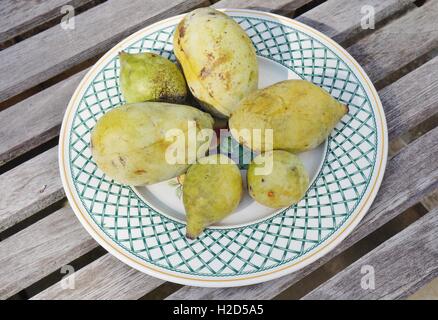 Appena raccolto il frutto della papaia comune (asimina triloba), chiamato anche anone Foto Stock