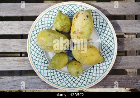 Appena raccolto il frutto della papaia comune (asimina triloba), chiamato anche anone Foto Stock