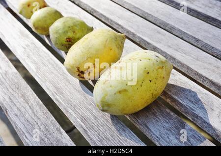 Appena raccolto il frutto della papaia comune (asimina triloba), chiamato anche anone Foto Stock