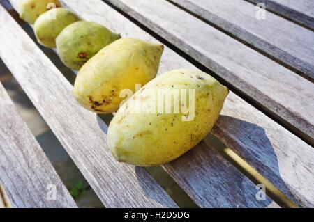 Appena raccolto il frutto della papaia comune (asimina triloba), chiamato anche anone Foto Stock