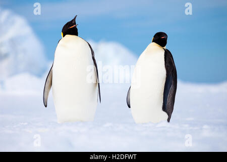 Due pinguini imperatore appendere fuori su un ripiano di ghiaccio, costiere Antartide Foto Stock