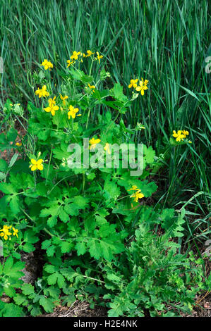 Maggiore Celandine (Chelidonium majus), la fioritura delle piante. Germania Foto Stock