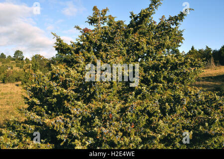 Comune di ginepro (Juniperus communis). La boccola con la frutta. Germania Foto Stock