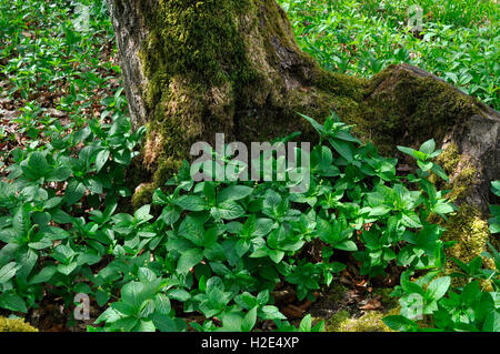 Cani di mercurio (Mercurialis perennis) che copre il suolo della foresta. Germania Foto Stock