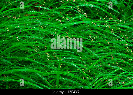 Legno Melick(Melica uniflora) Foto Stock