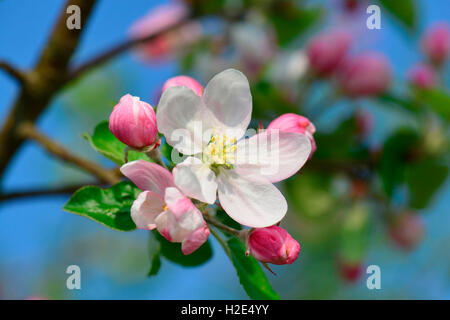 Il Granchio comune mela selvatica Crab Apple (Malus sylvestris), fioritura ramoscello. Germania Foto Stock
