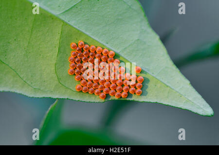 Re a coda di rondine, Thoas coda forcuta (Papilio thoas). Uova sullato inferiore di una foglia di agrumi. Germania Foto Stock