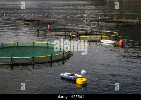 Baia di Kotor, Montenegro - Floating vivai di pesci Foto Stock