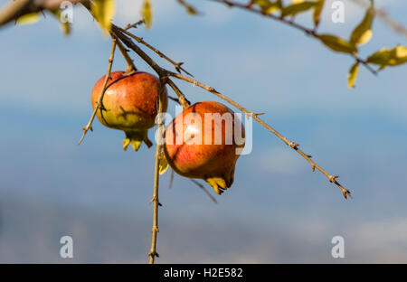 Melograni maturi (Punica granatum) appesi sugli alberi, Andalusia, Spagna. Foto Stock