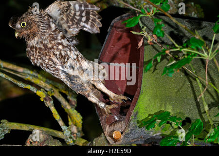 Civetta (Athene noctua). Adulto lasciando artificiale aiuto di nidificazione. Germania Foto Stock