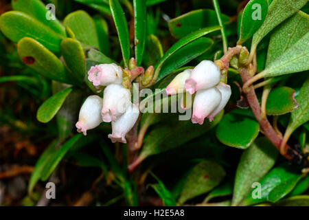 Comune di Uva ursina, Mirtillo Rosso (Arctostaphylos uva-ursi). Rametti fioriti. Svezia Foto Stock