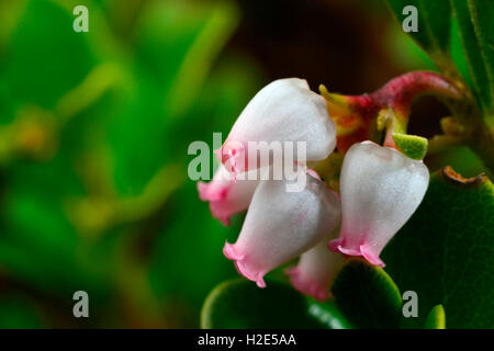 Comune di Uva ursina, Mirtillo Rosso (Arctostaphylos uva-ursi). Fioritura ramoscello. Svezia Foto Stock