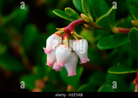 Comune di Uva ursina, Mirtillo Rosso (Arctostaphylos uva-ursi). Fioritura ramoscello. Svezia Foto Stock