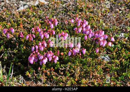 Blue Mountain Heath, Blu Mountainheath (Phyllodoce caerulea, Andromeda caerulea. Fioritura delle piante, Svezia Foto Stock