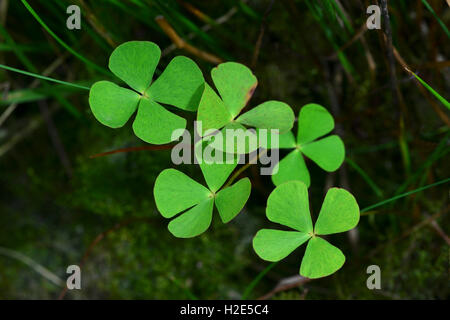 Quattro Leaf Clover (Marsilea quadrifolia), foglie. Austria Foto Stock