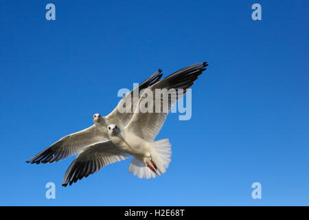 A testa nera gabbiani (Chroicocephalus ridibundus) in volo, cielo blu, Kemnade, Nord Reno-Westfalia, Germania Foto Stock